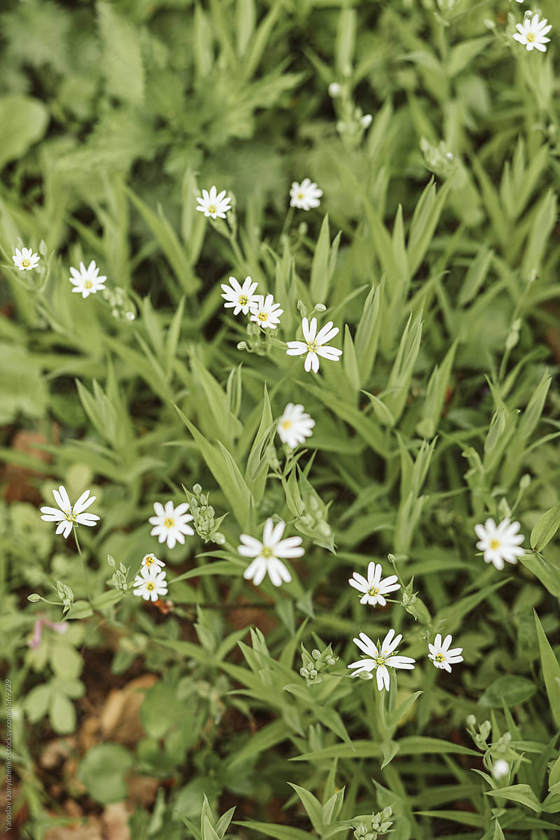 Small white flowers growing among green grass