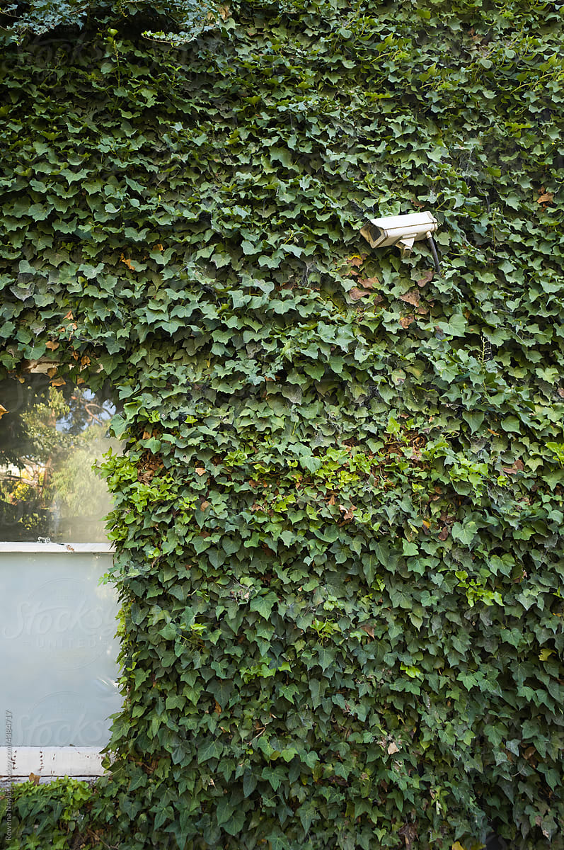 Security camera on wall covered with Ivy