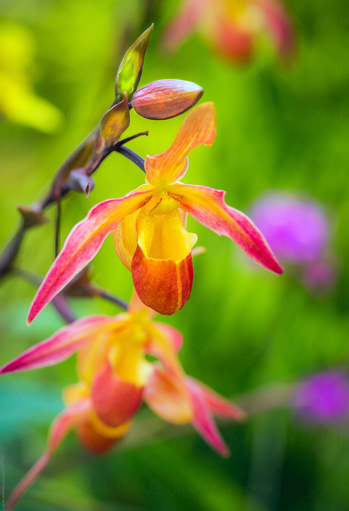 Slipper Orchids