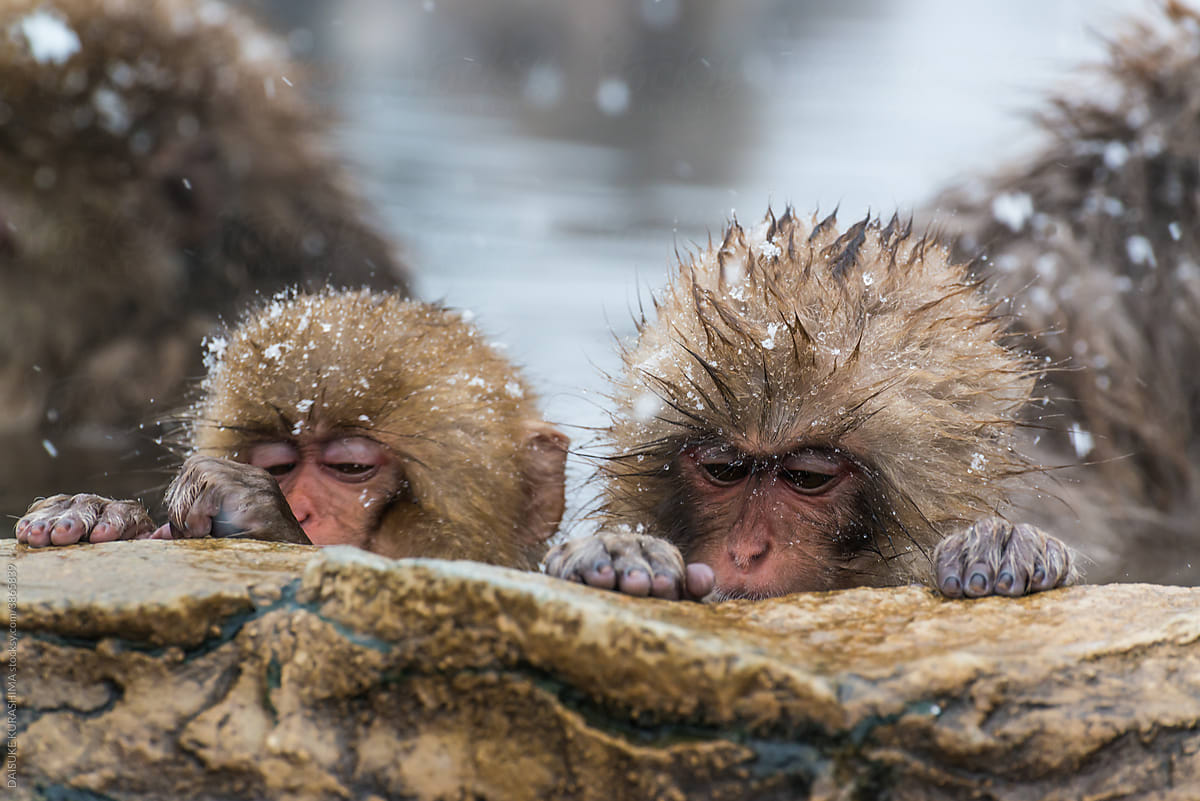 Little monkeys in a hot spring