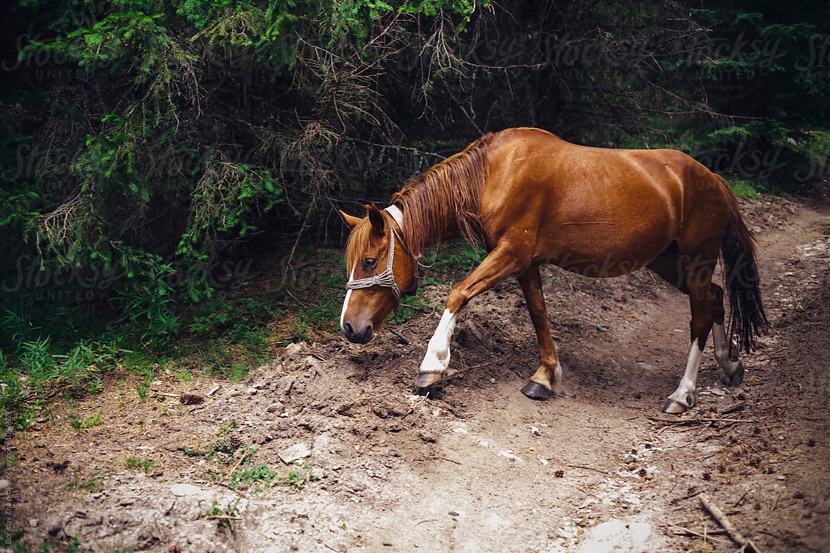 Wild horse in the forest
