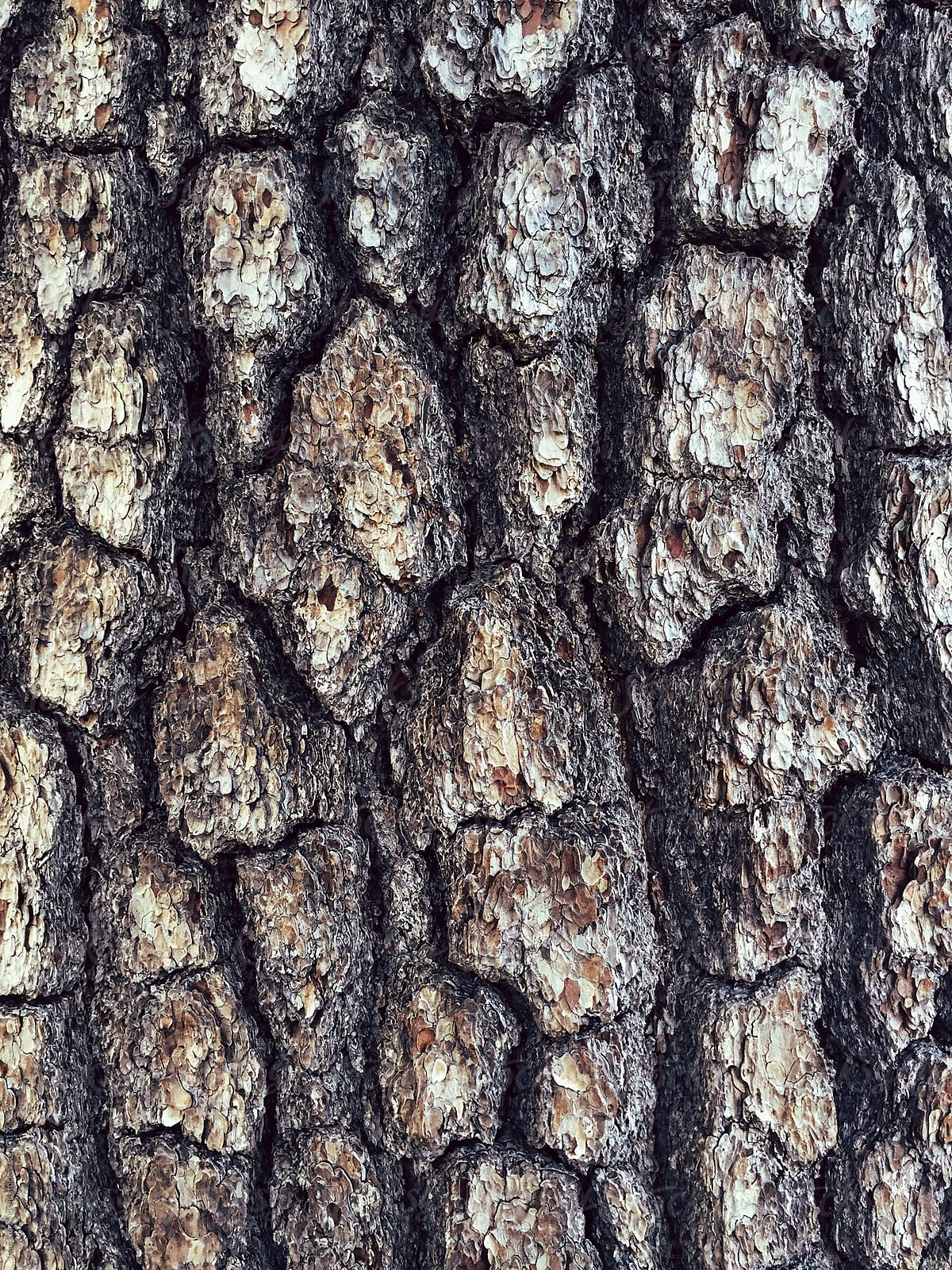Close up of bark from old growth pine tree