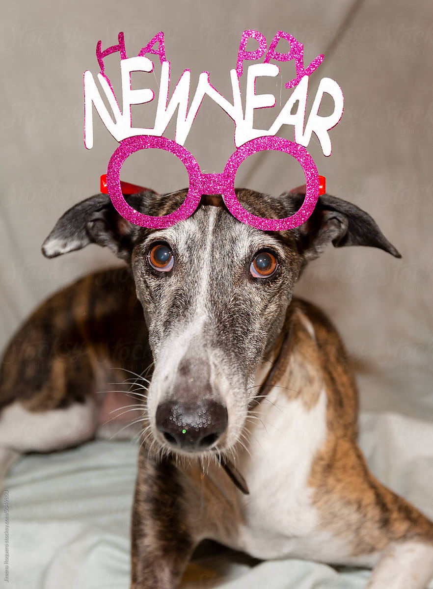 Funny Portrait of dog with Happy New Year party head accessory