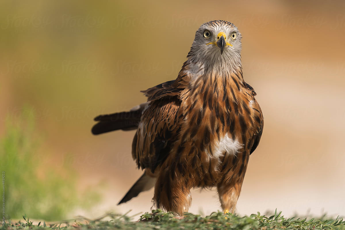 Red Kite Looking At The Camera
