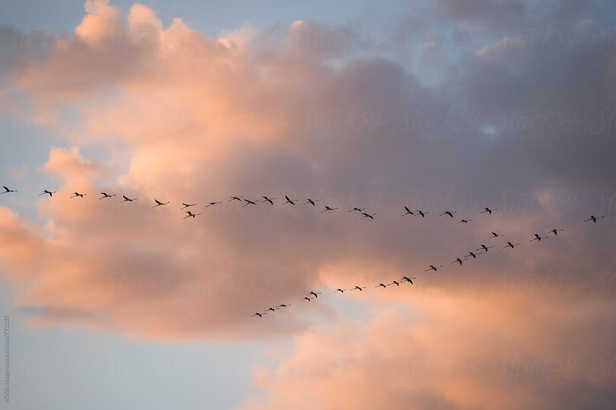Group of flamingo birds crossing the sky in migration