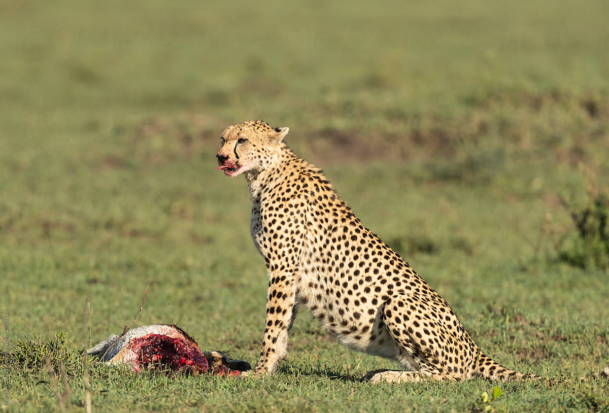 Cheetah feeding on gazelle