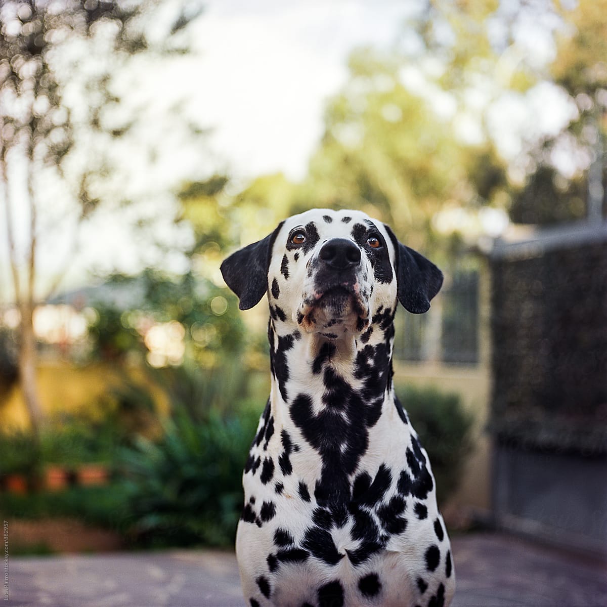 Dalmatian dog with fluffy flaps