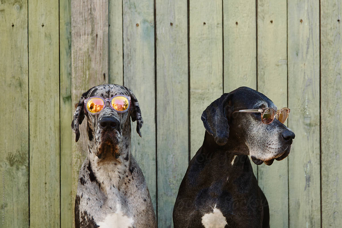 Adorable dogs in sunglasses