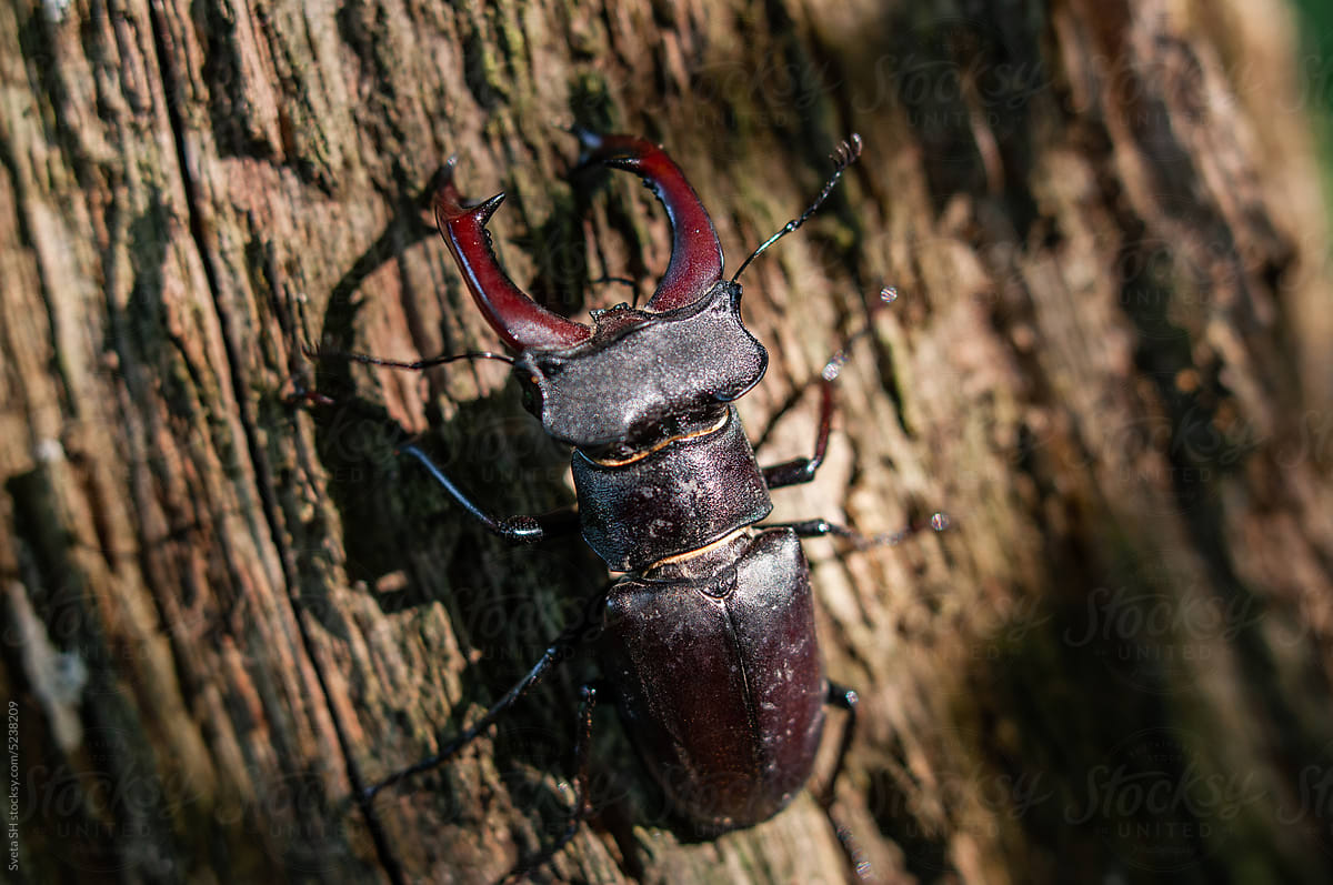 Stag Beetle (Lucanus Cervus L.)