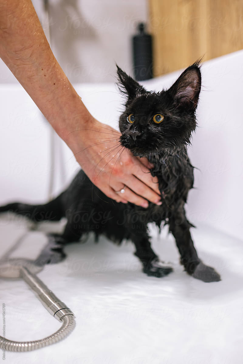 Domestic animal. Tub wash. Wet coon cat. Cleanliness. Shower
