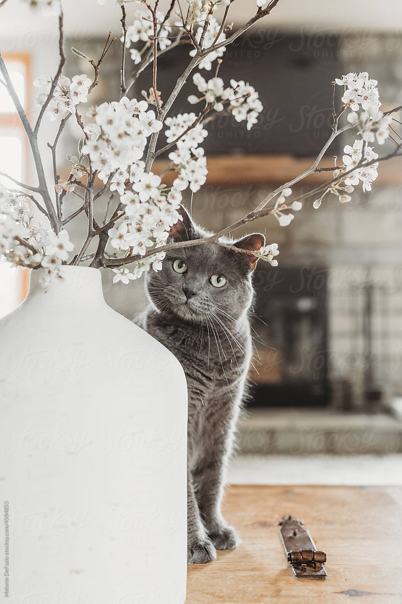 Grey kitty
