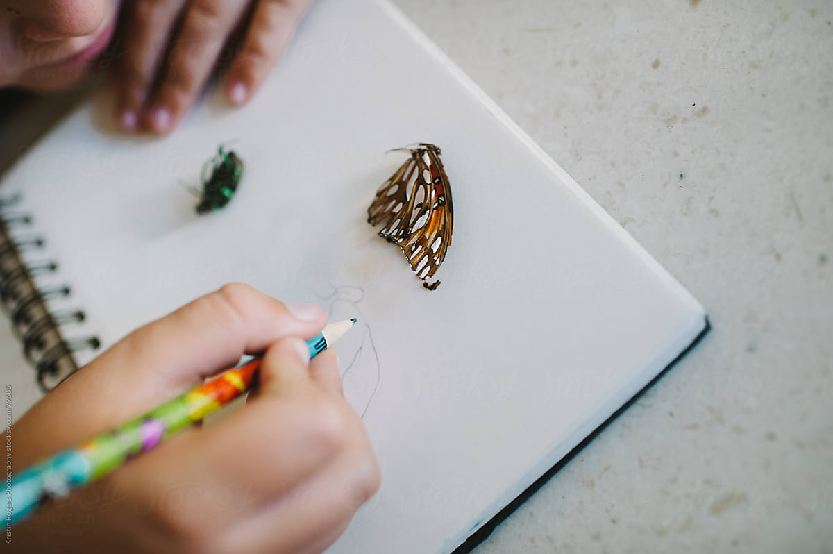 Child sketching a butterfly in his nature journal