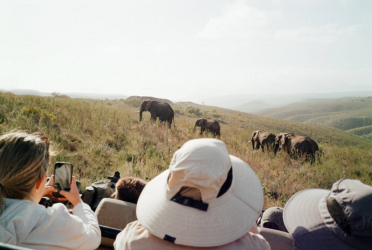 Tourists viewing elephants on a game drive