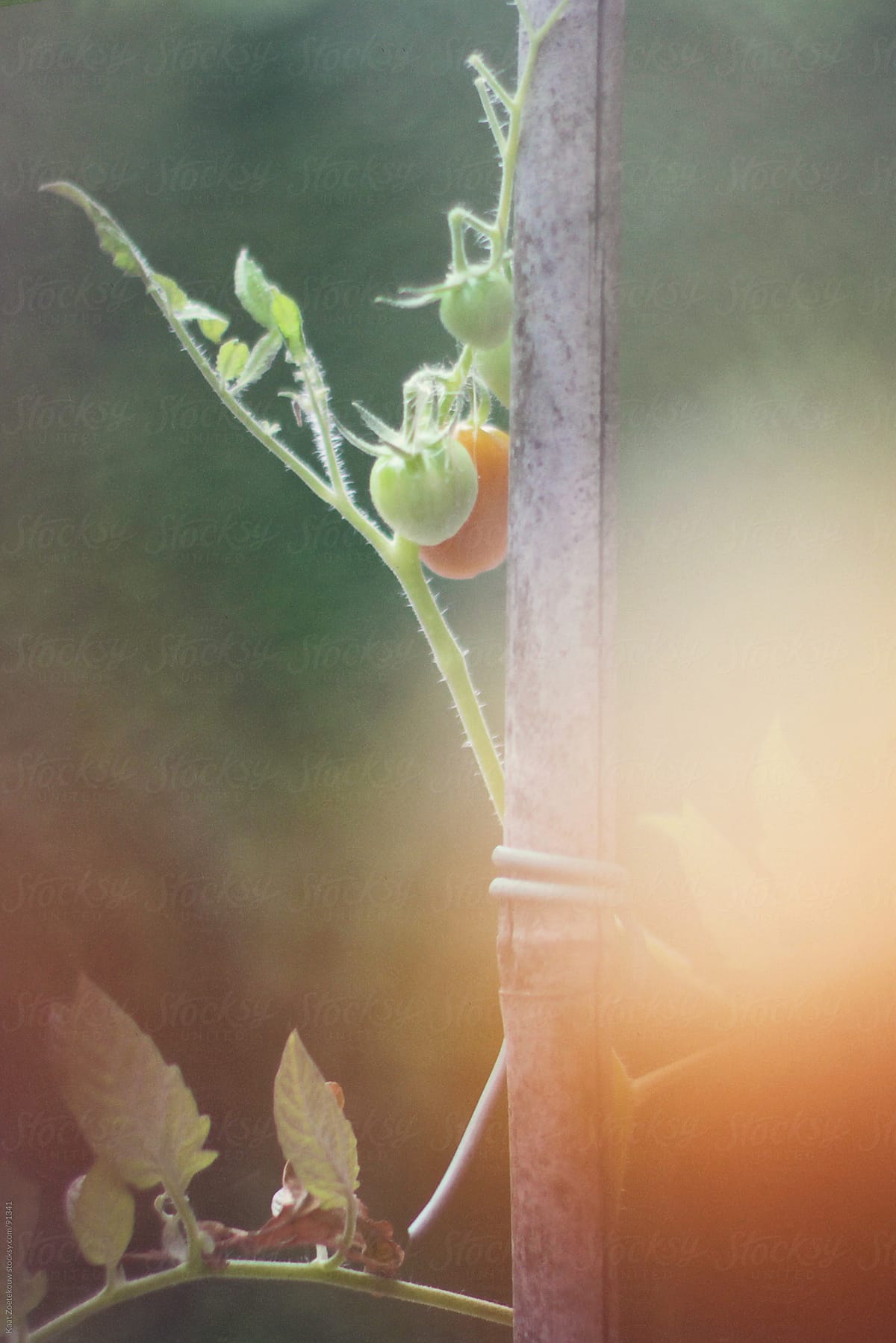 Closeup of unripe tomatoes bound up against a bamboo stick