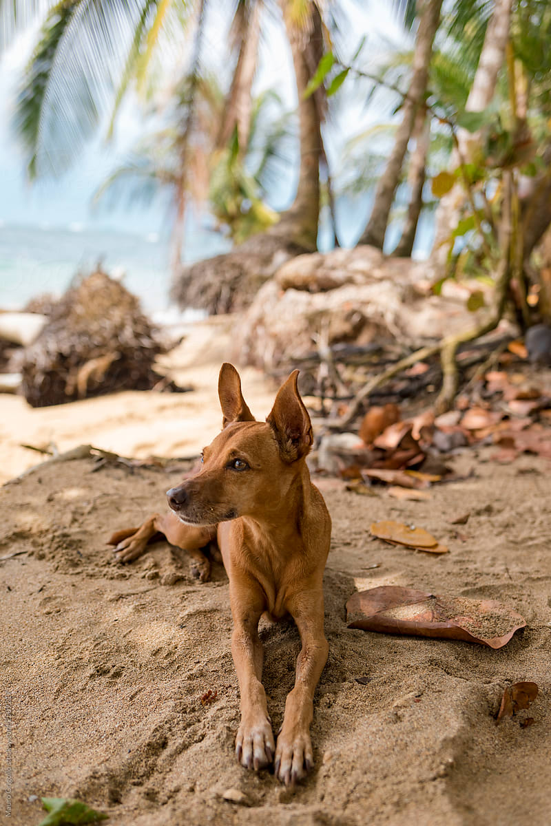 Cute dog relaxing on the beach in Costa Rica