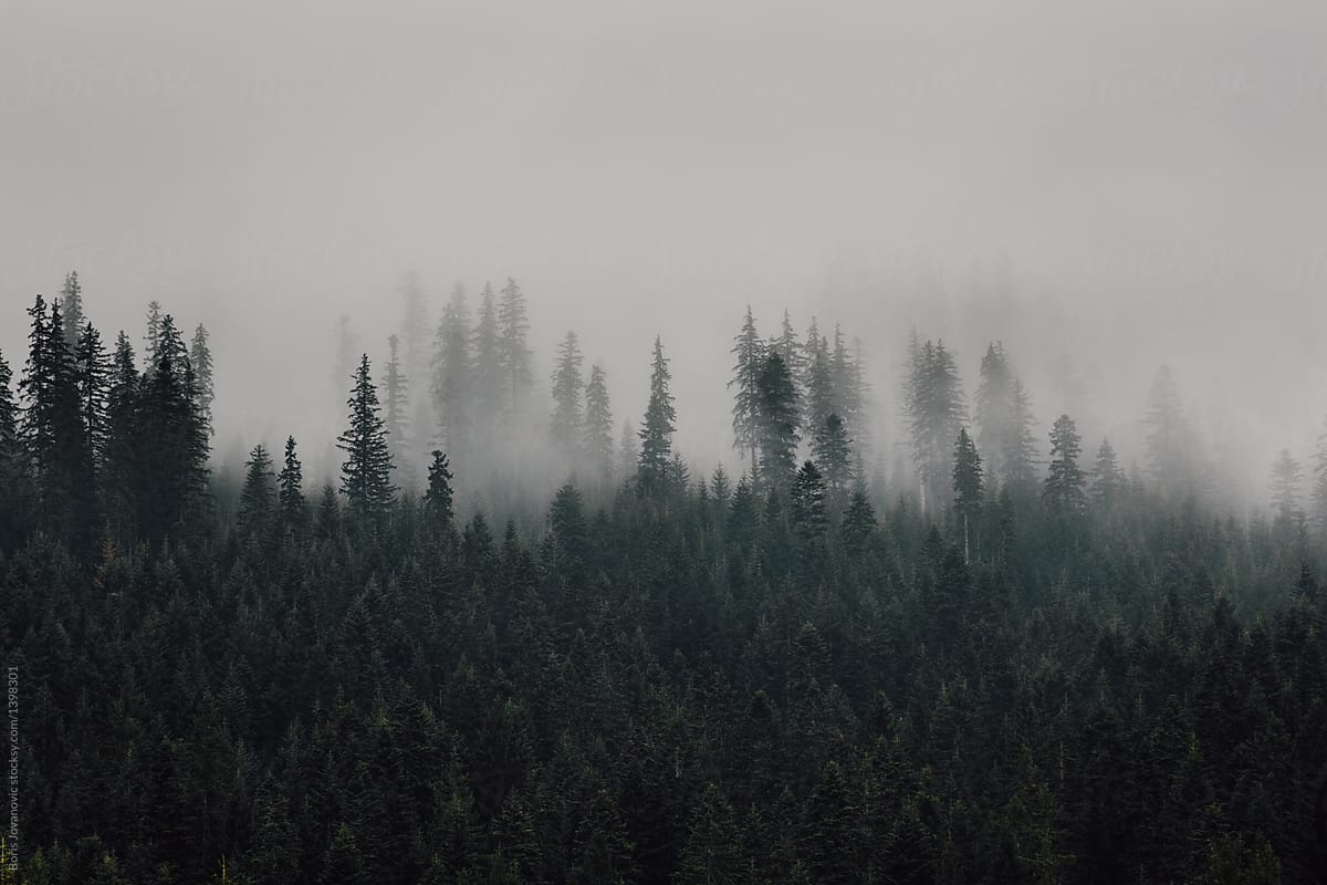 Pine forest covered by fog