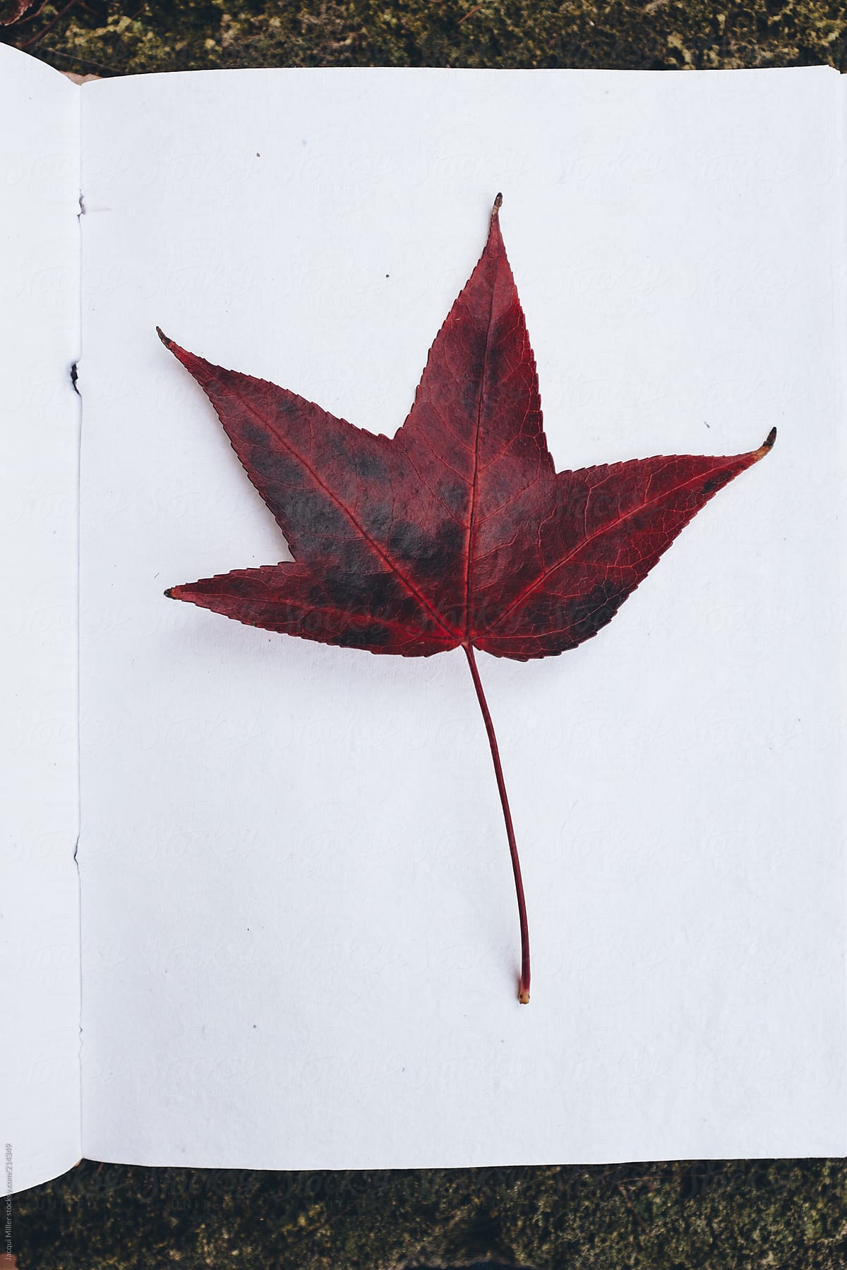 Red Autumn leaf on white recycled paper.
