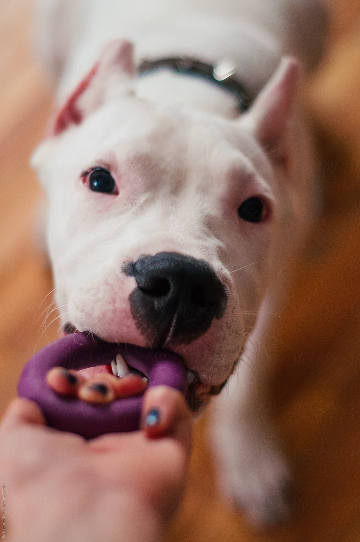 Dogo Argentino playing with pet toy
