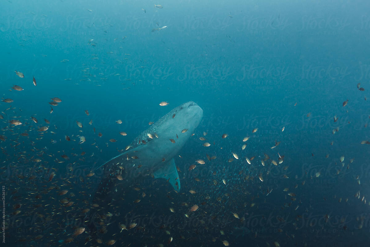 Whale shark feeding on small fish and plankton