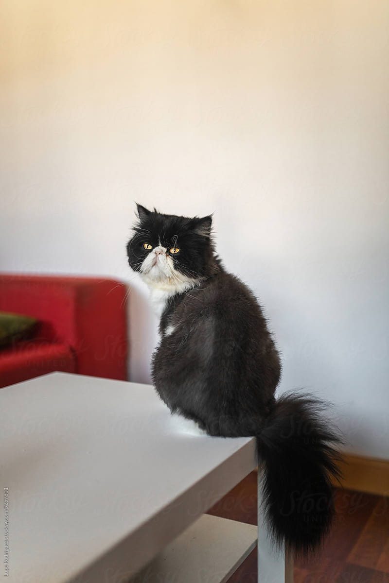 persian cat at home