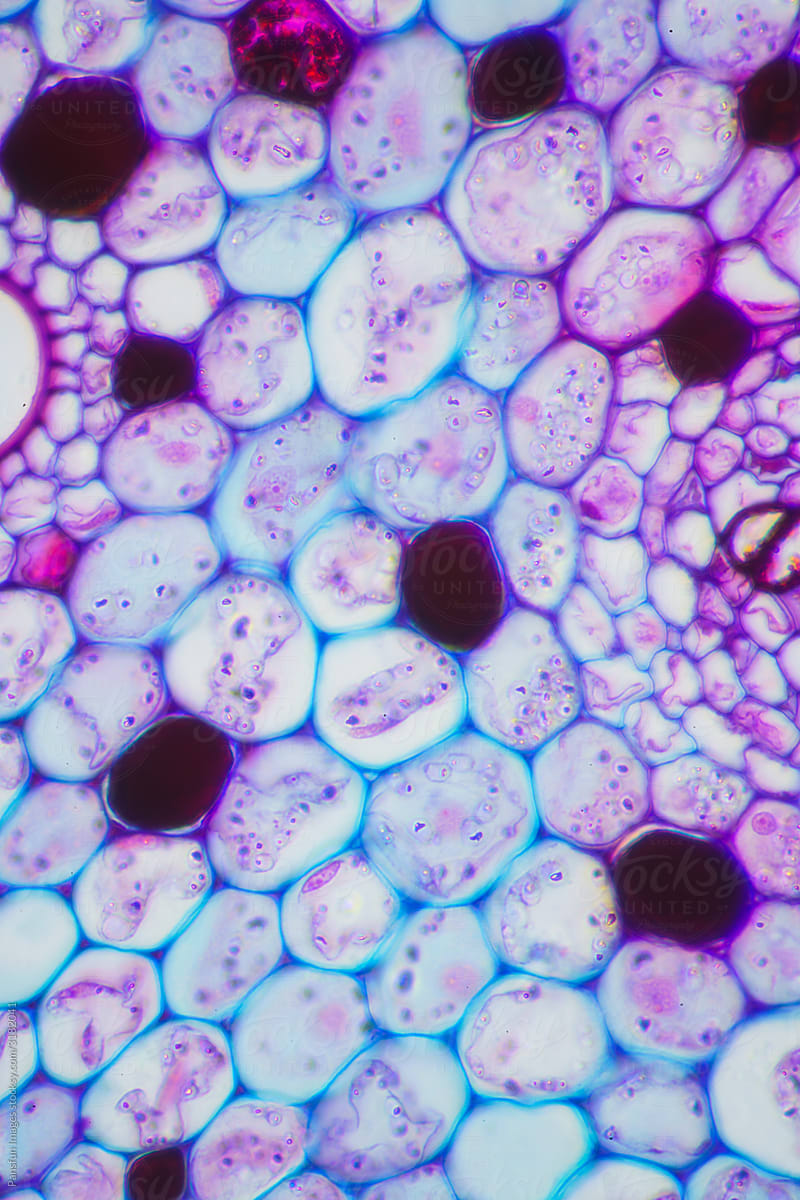 plant cells of lotus stem