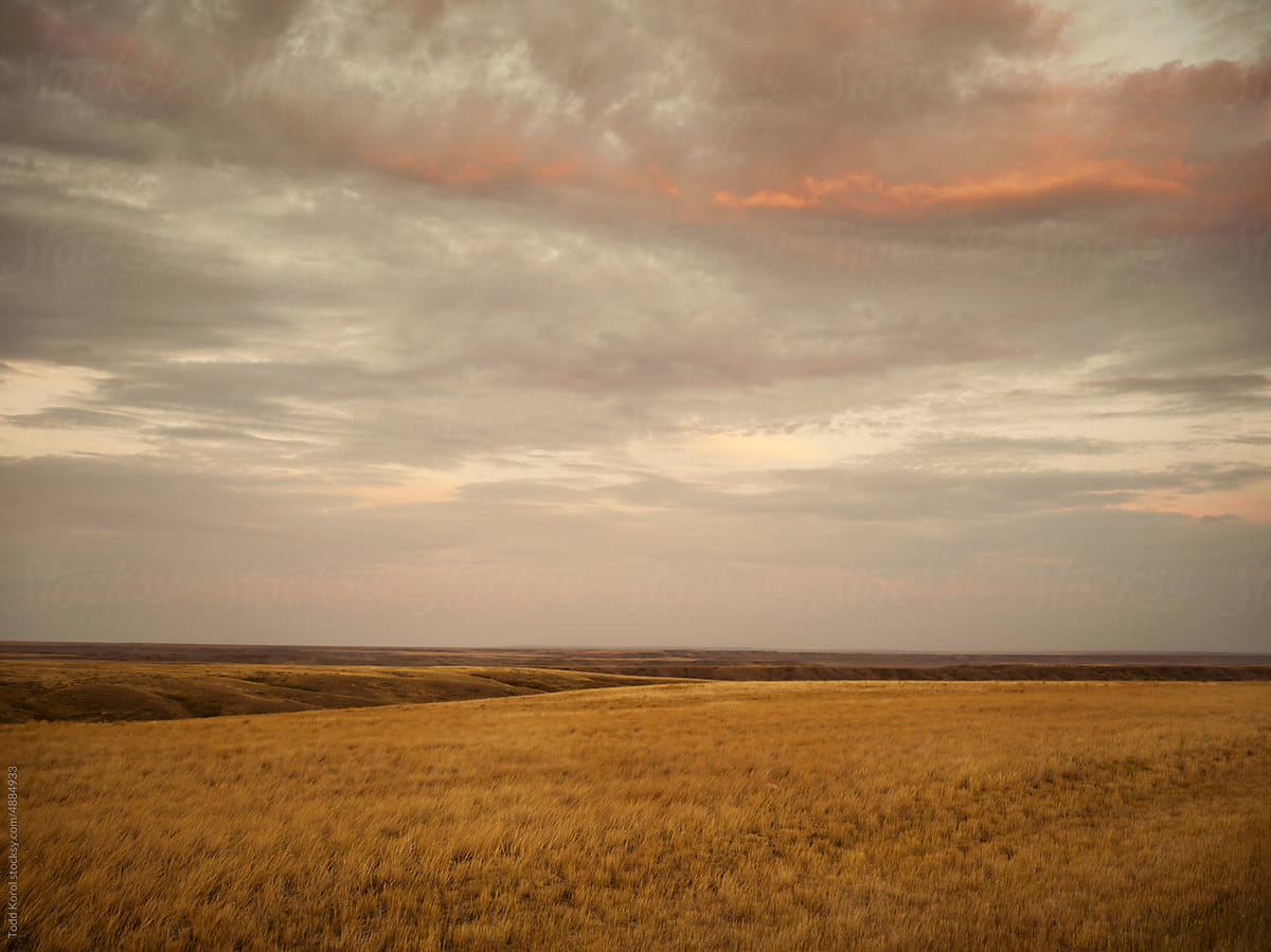 Native prairie grass in the summer.
