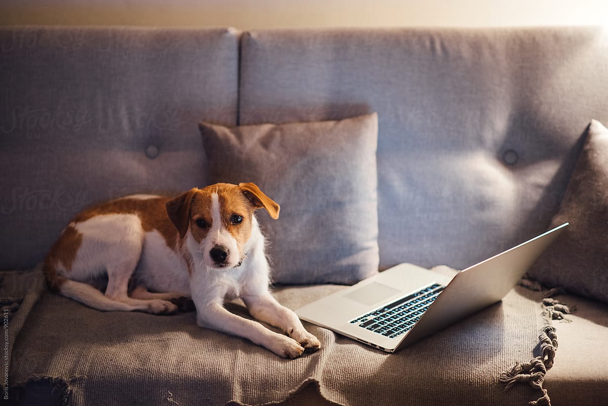 Dog laying by the laptop on the couch