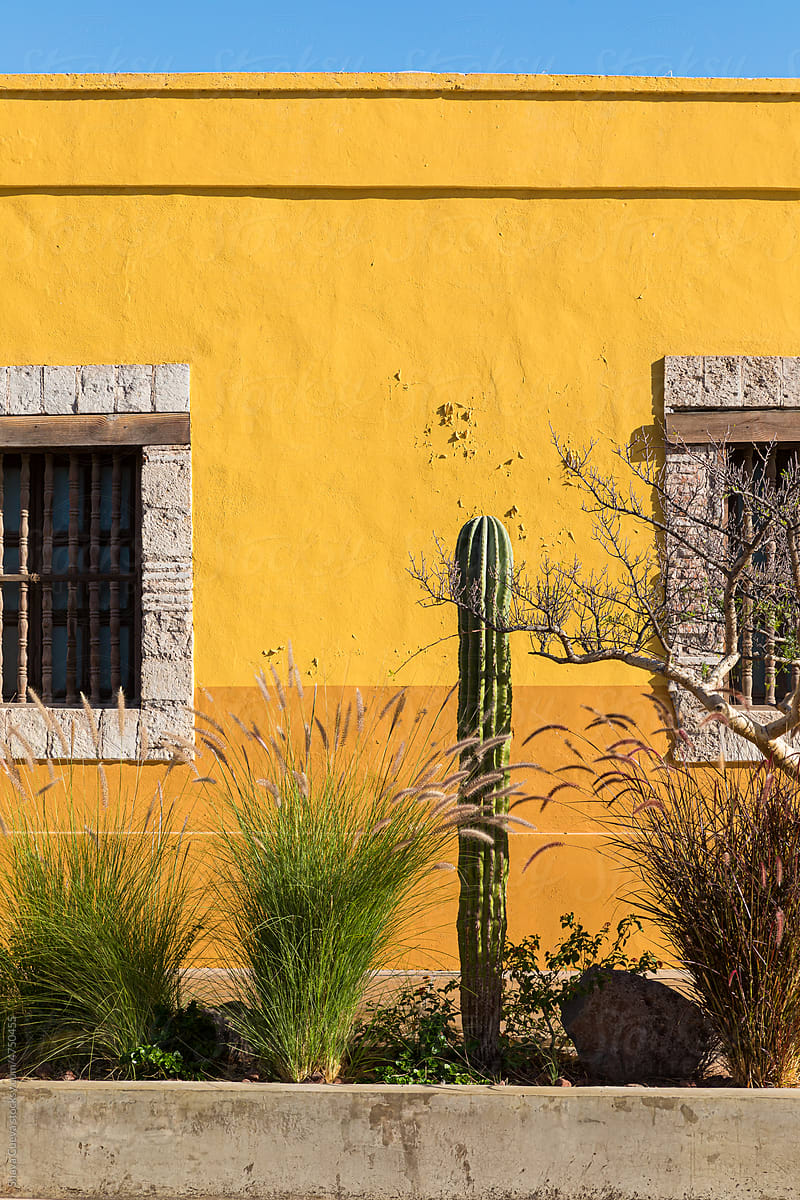 Desert plants in front of a bright yellow wall