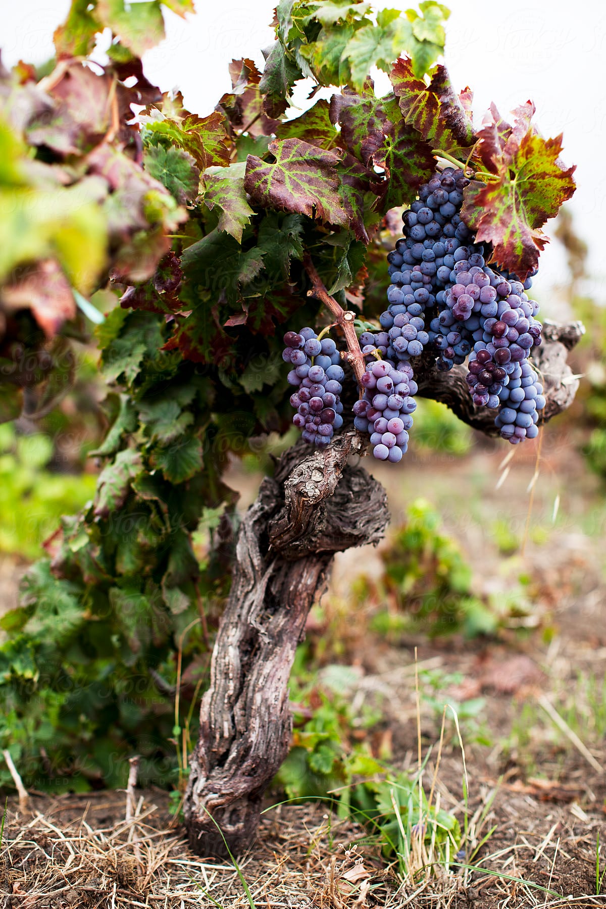 Grapes Growing on Old Vine in Vineyard