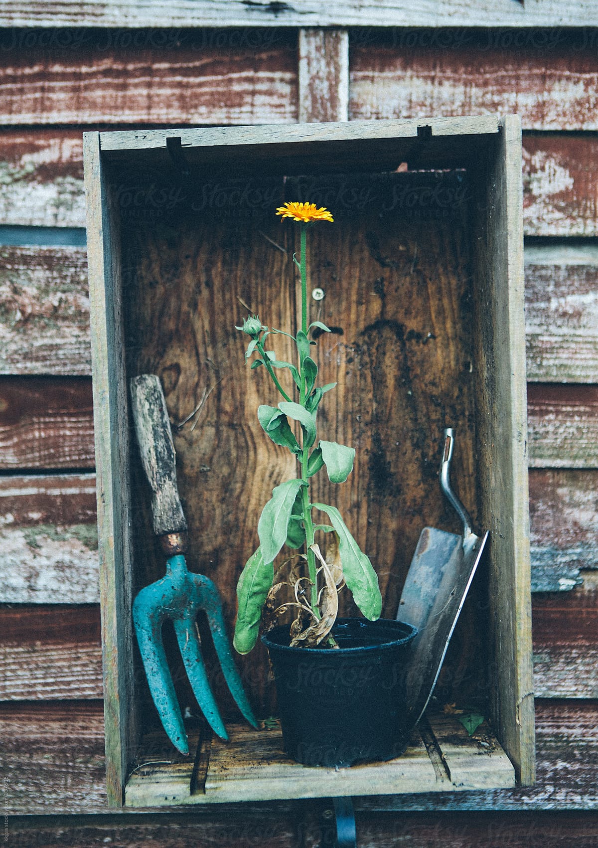 Flowerpot in wooden box with gardening tools