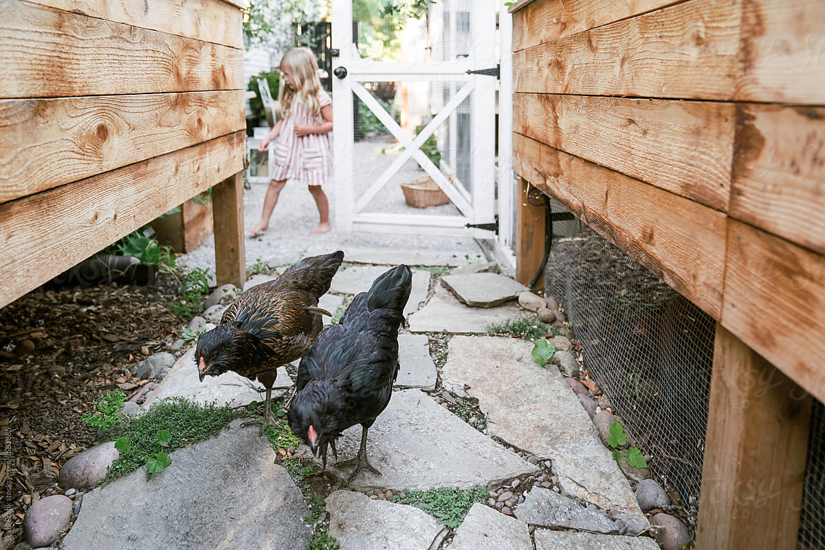 urban farm chicken friends walk on path