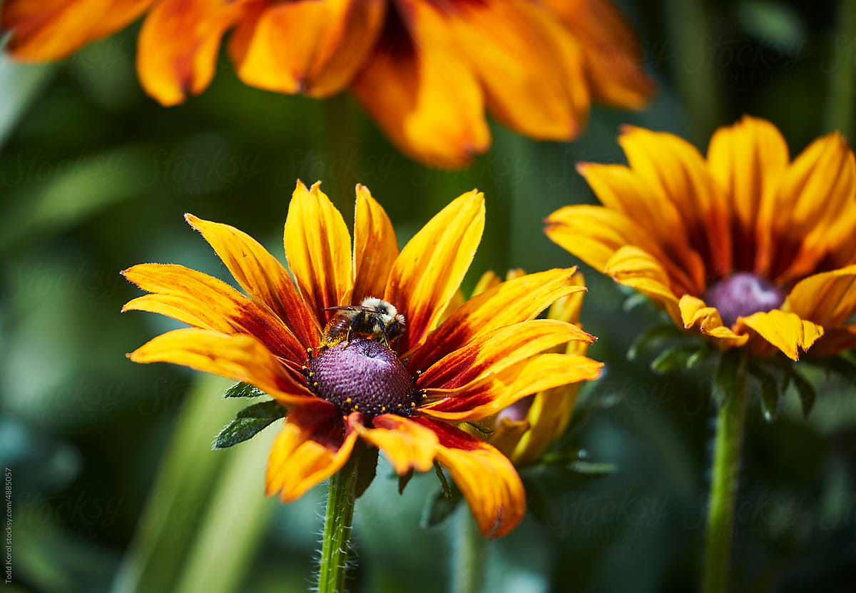A bee sits on a flower.