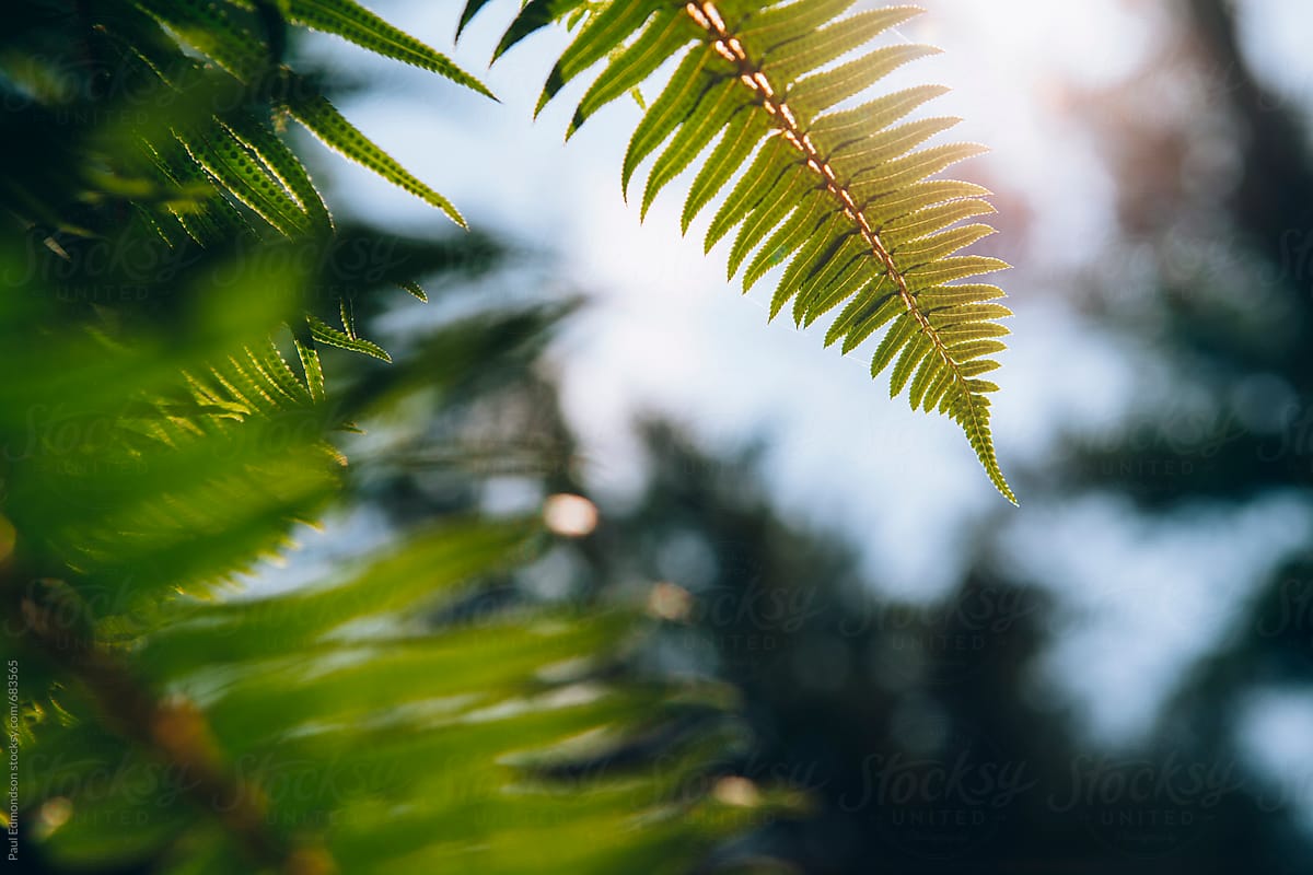 Close up of sword ferns (Polystichum munitum)