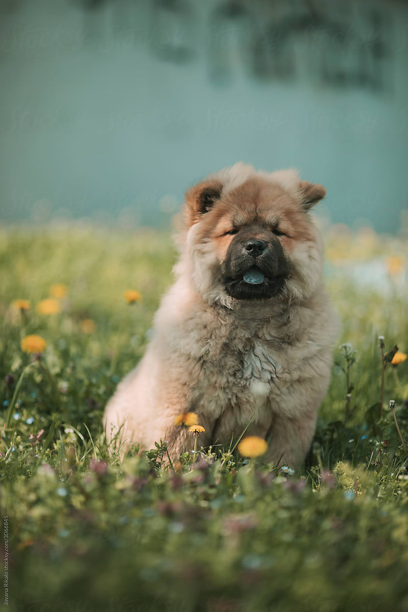 Chow Chow puppy sitting in grass