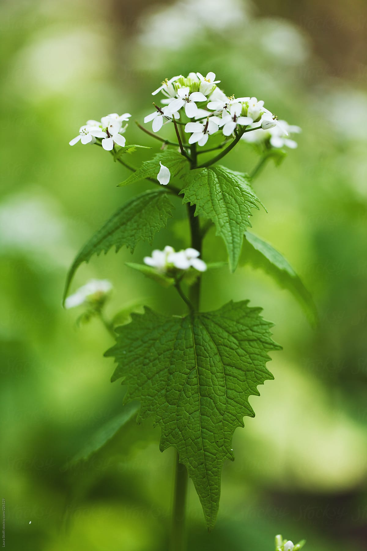 Close Up Of Tiny White Flower Cluster In Bloom by Stocksy Contributor  Laura Stolfi - Stocksy