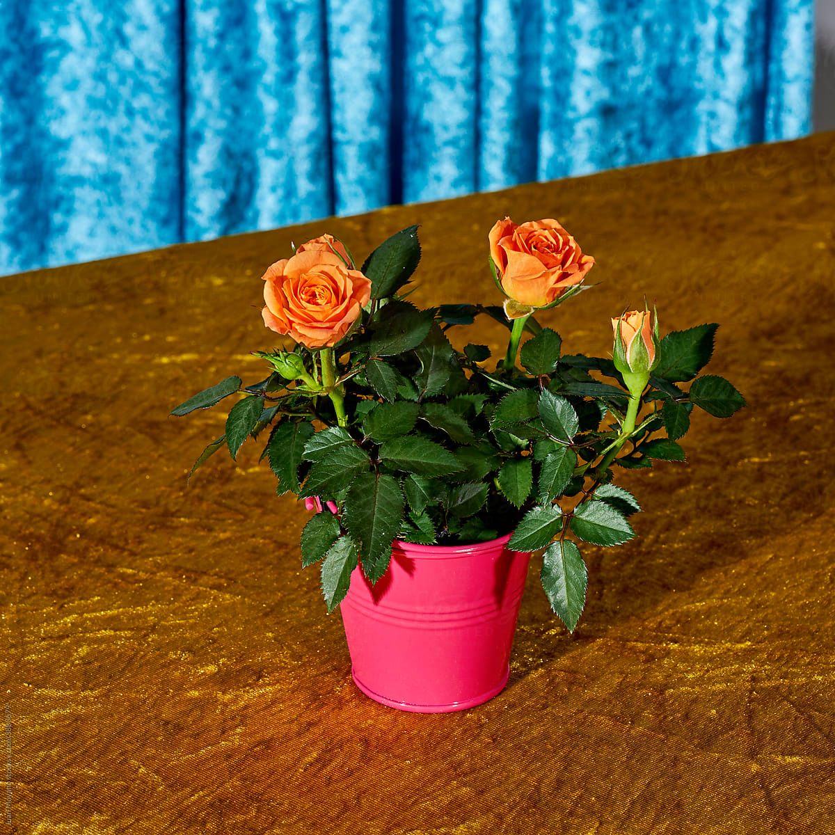 miniature rosebush