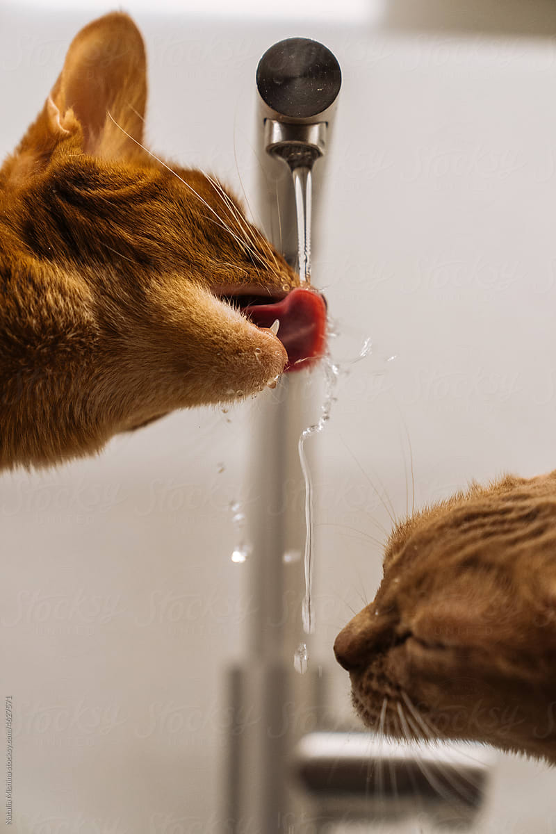 The Abyssinian cats drinks water from the tap.