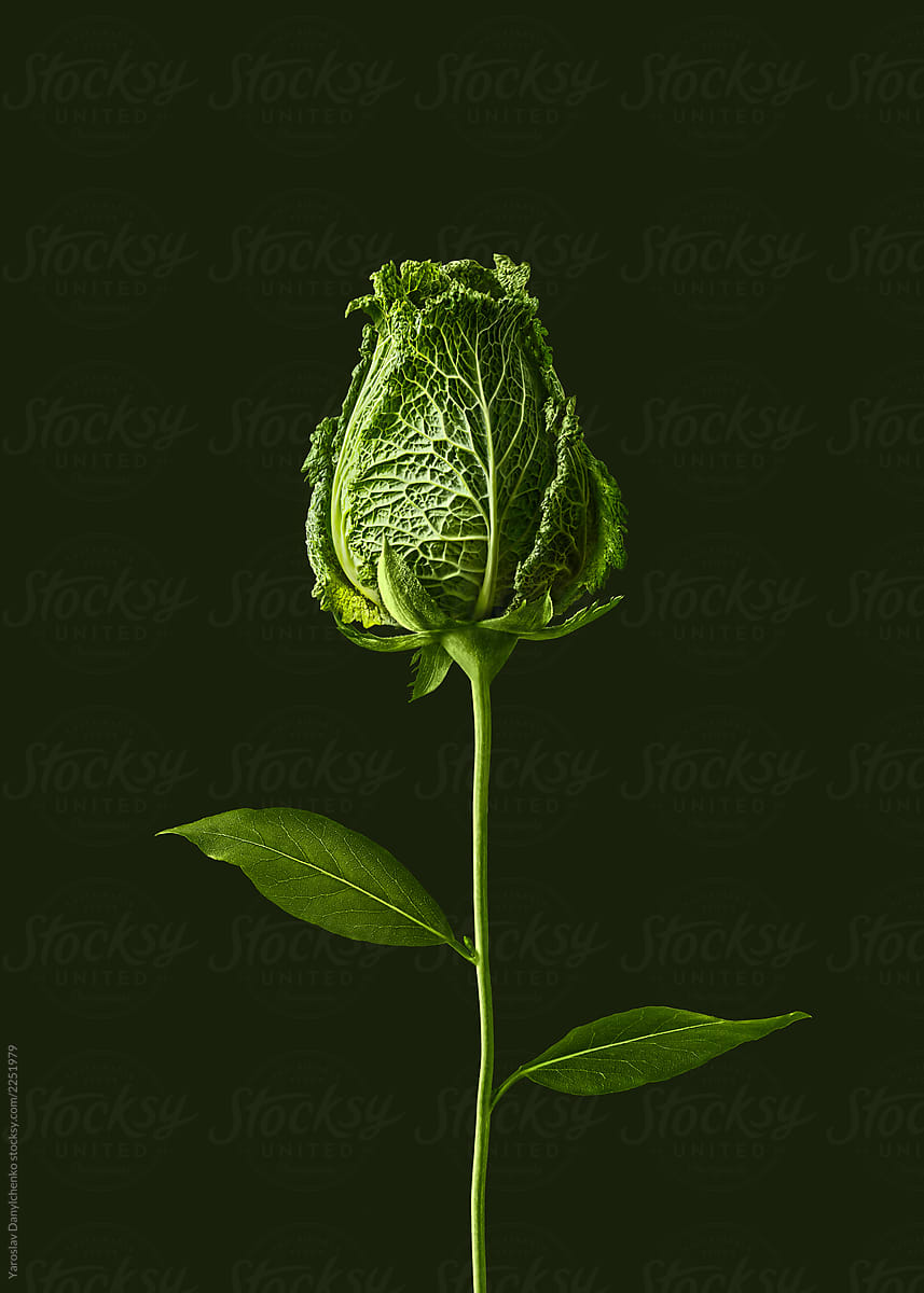 Green rose bud from cabbage on a black background with copy spac