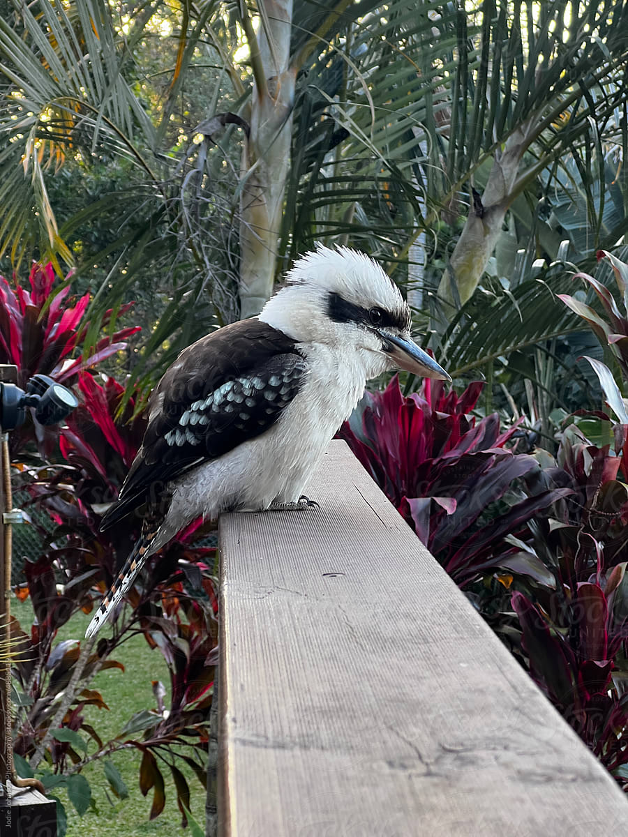 Australian kookaburra on a garden ledge