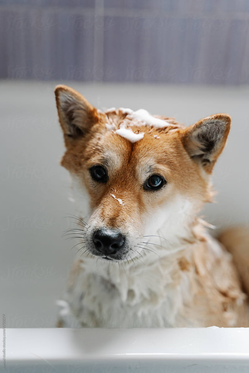 Dog with foam soap while being bathed in the bathtub.