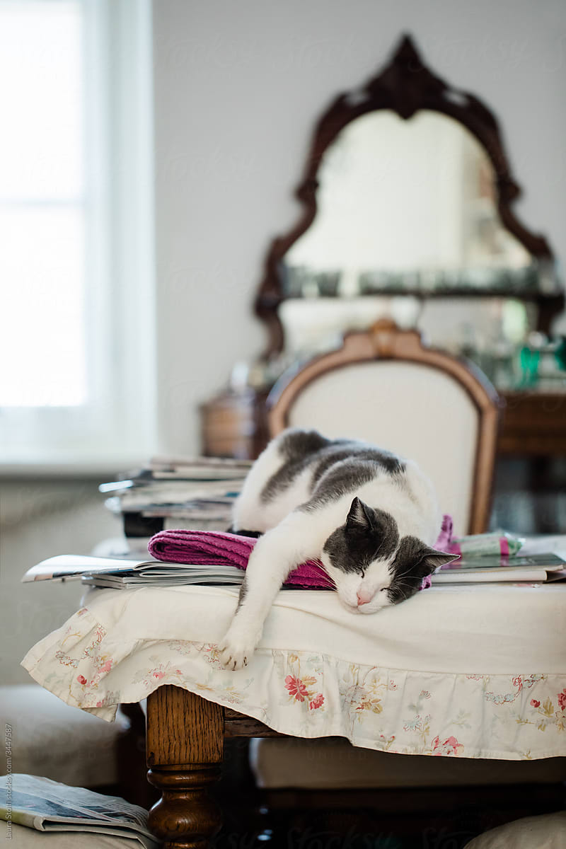 Cat sleeping on table in funny position