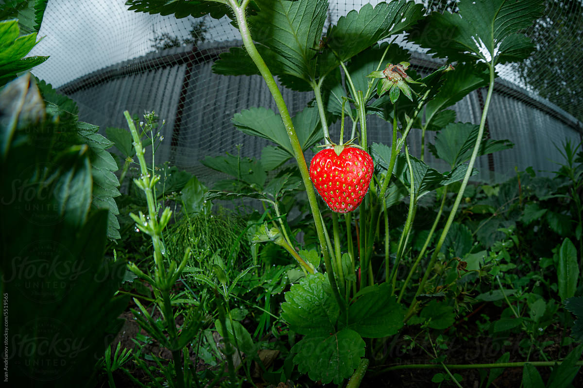 Red Ripe Juicy Strawberries In Summer Garden
