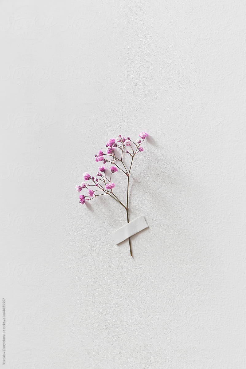 Branch Of Small Flowers Glued To Wall With Duct Tape by Stocksy  Contributor Yaroslav Danylchenko - Stocksy