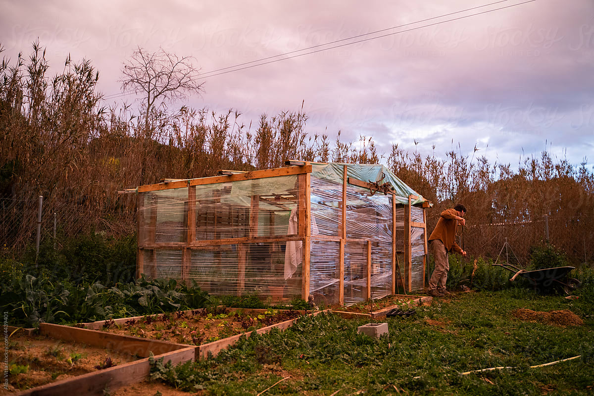 View of greenhouse with vegetable patch at dusk