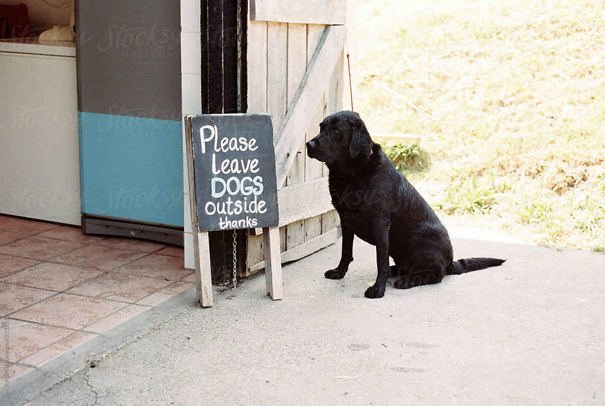 Dog sitting next to a \'No Dogs\' sign