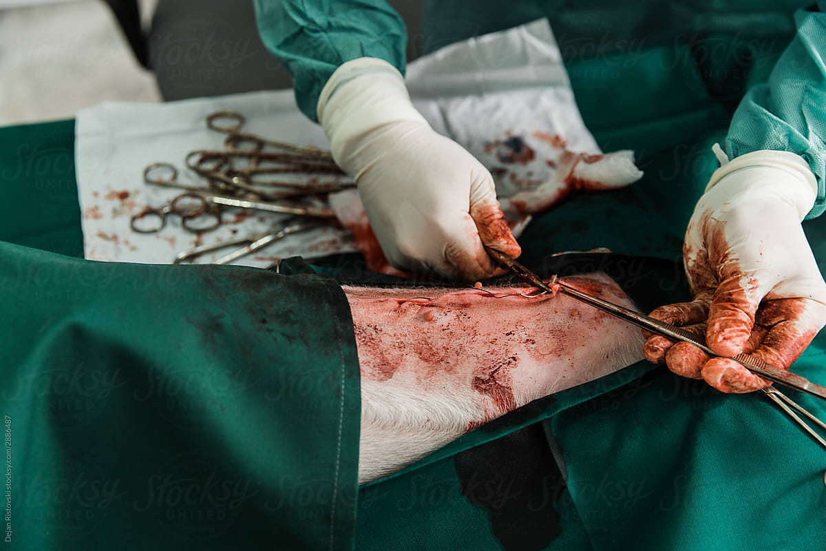 Close up of a surgery in veterinarian clinic \
Shoot