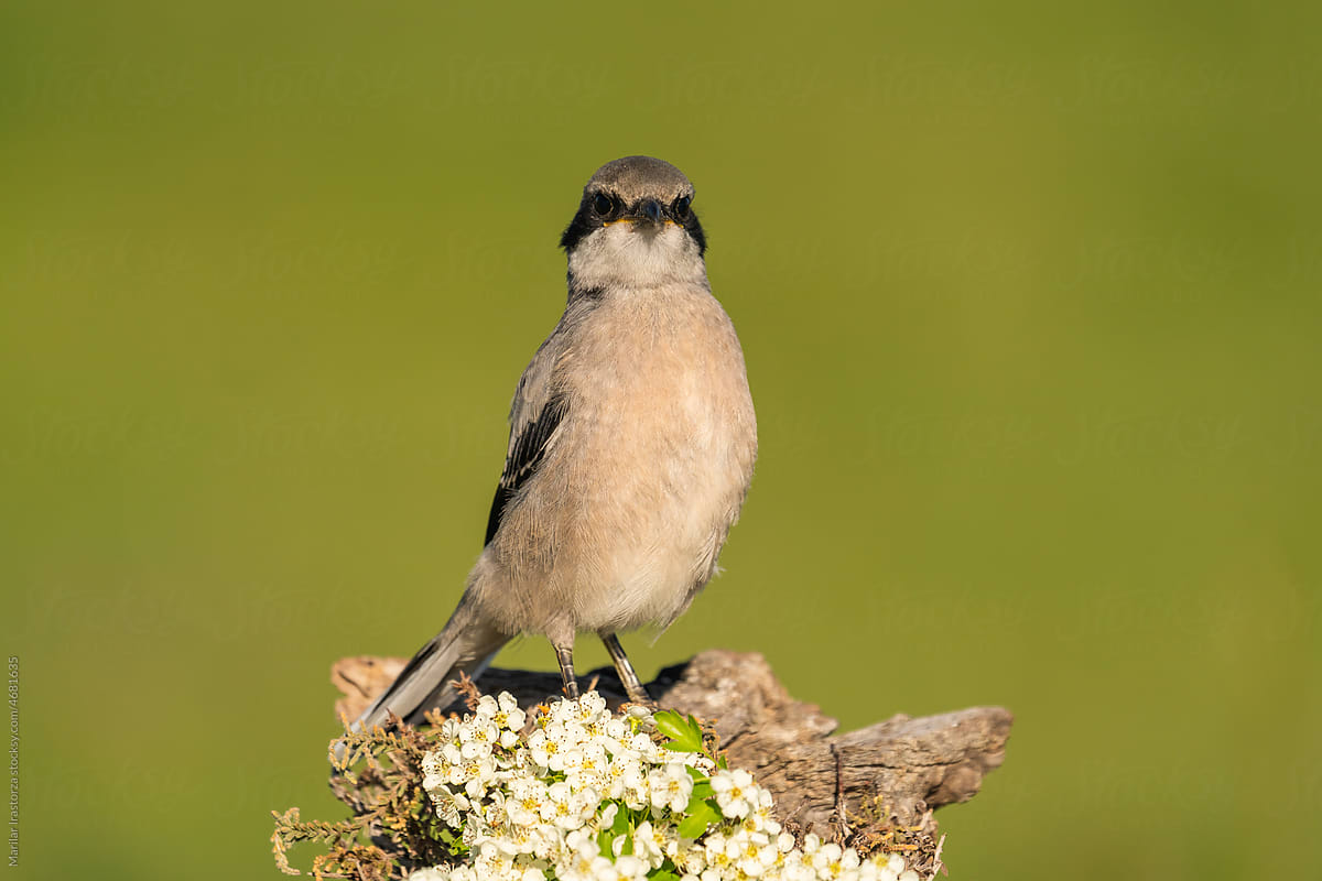 Male Southern Grey Shrike Perched On A Tree Trunk With Flowers