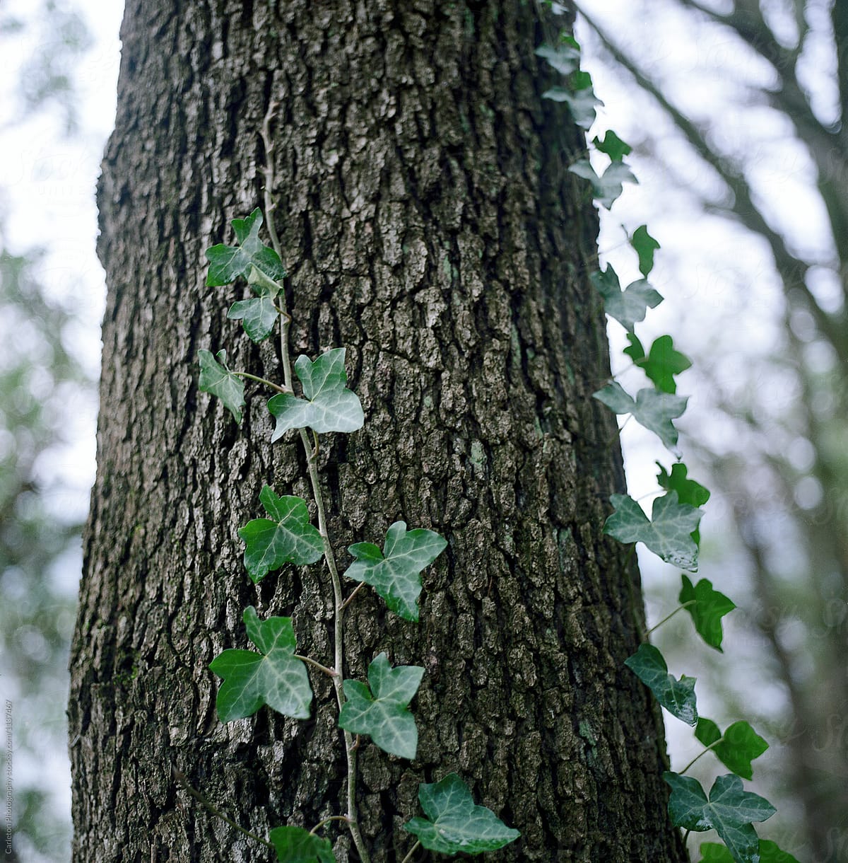 Ivy vines climb tree trunk