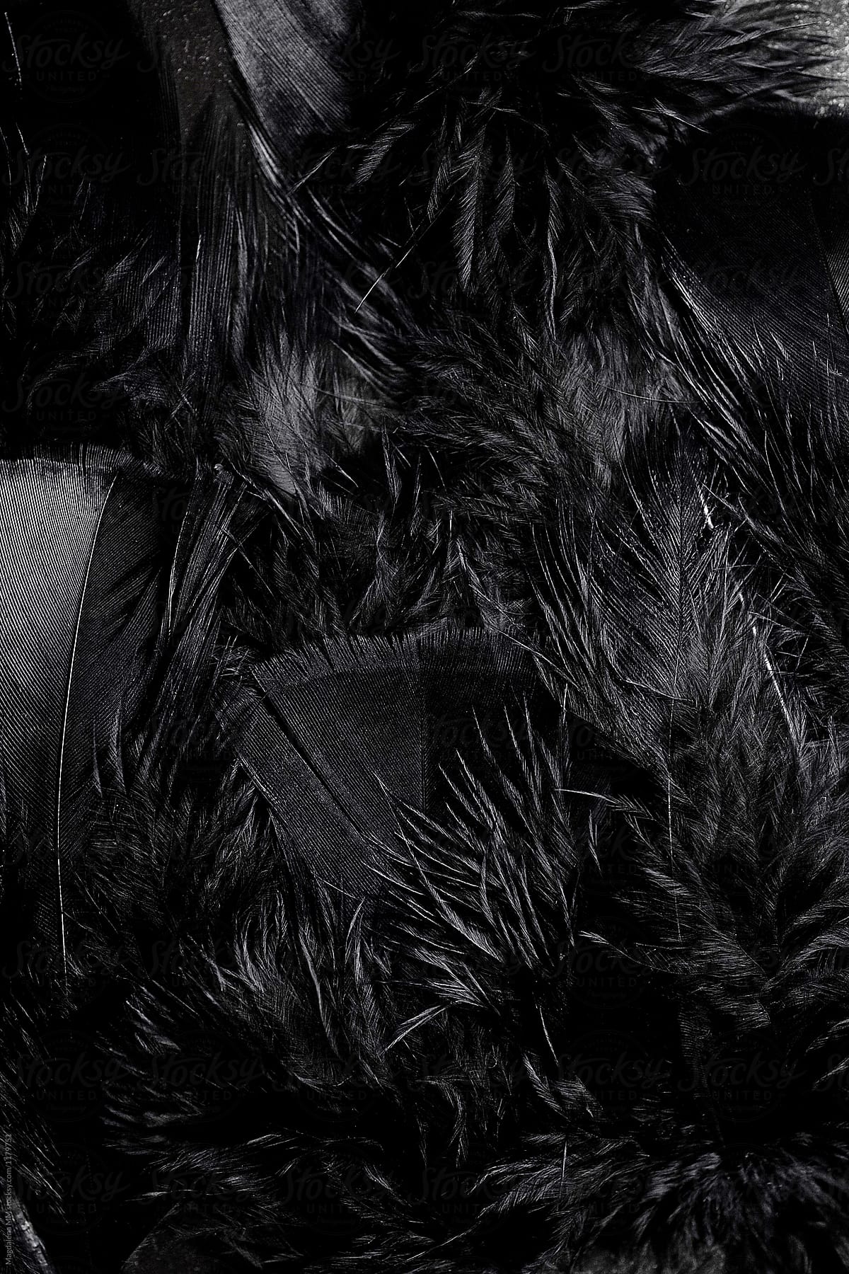 Black Feathers by Stocksy Contributor Magdalena M - Stocksy