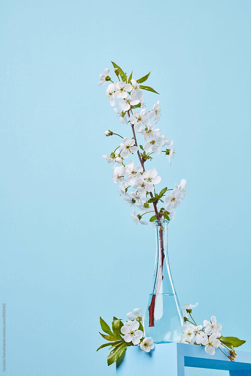 Blooming cherry branch in a glass vase